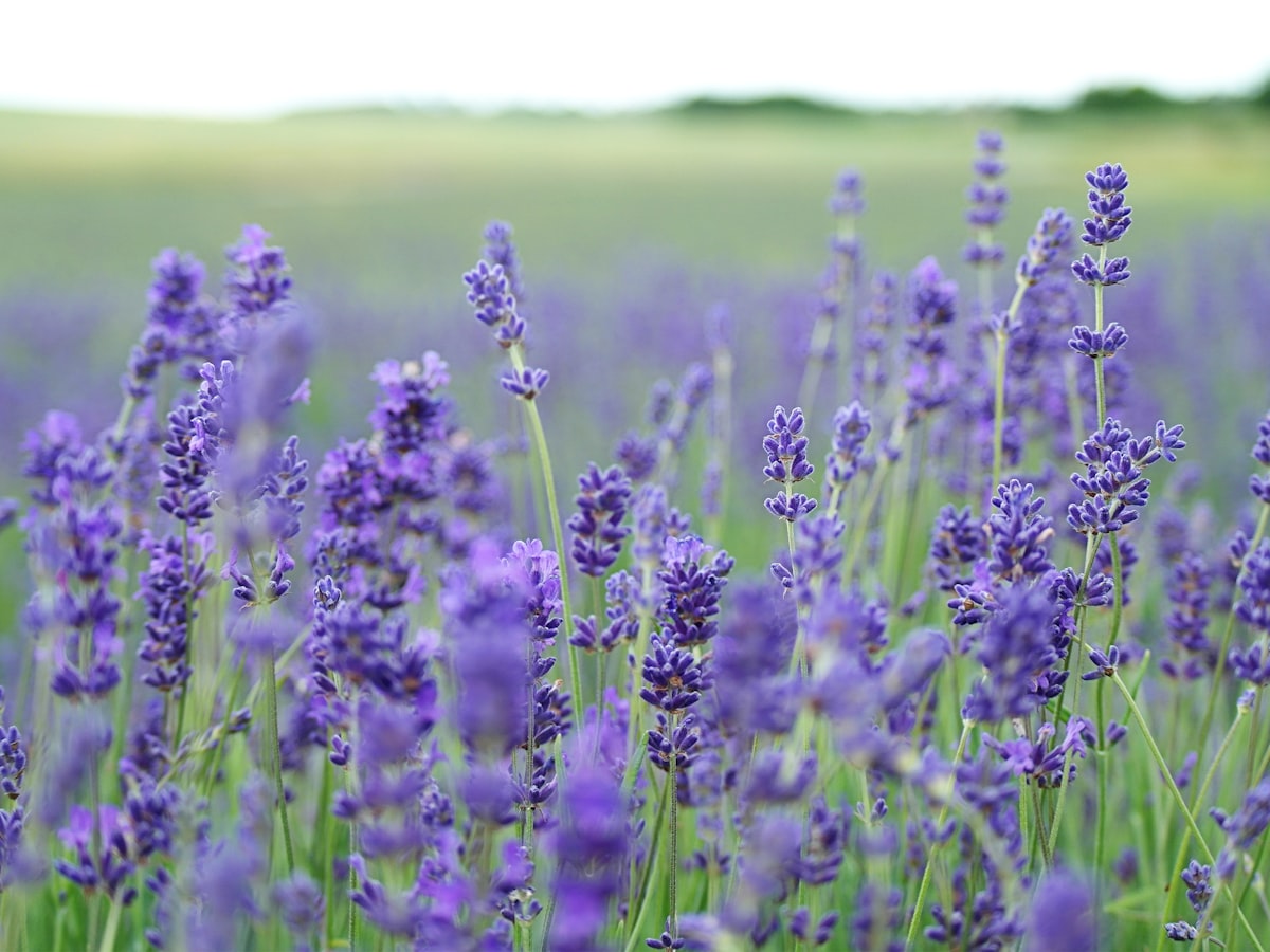 Geranium Essential Oil
