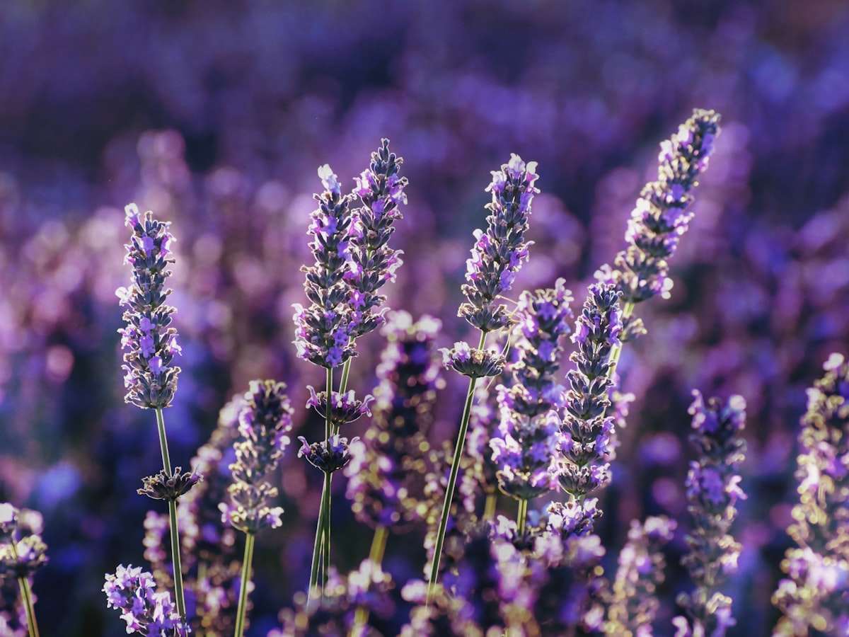 Lavender Single-Origin Essential Oil