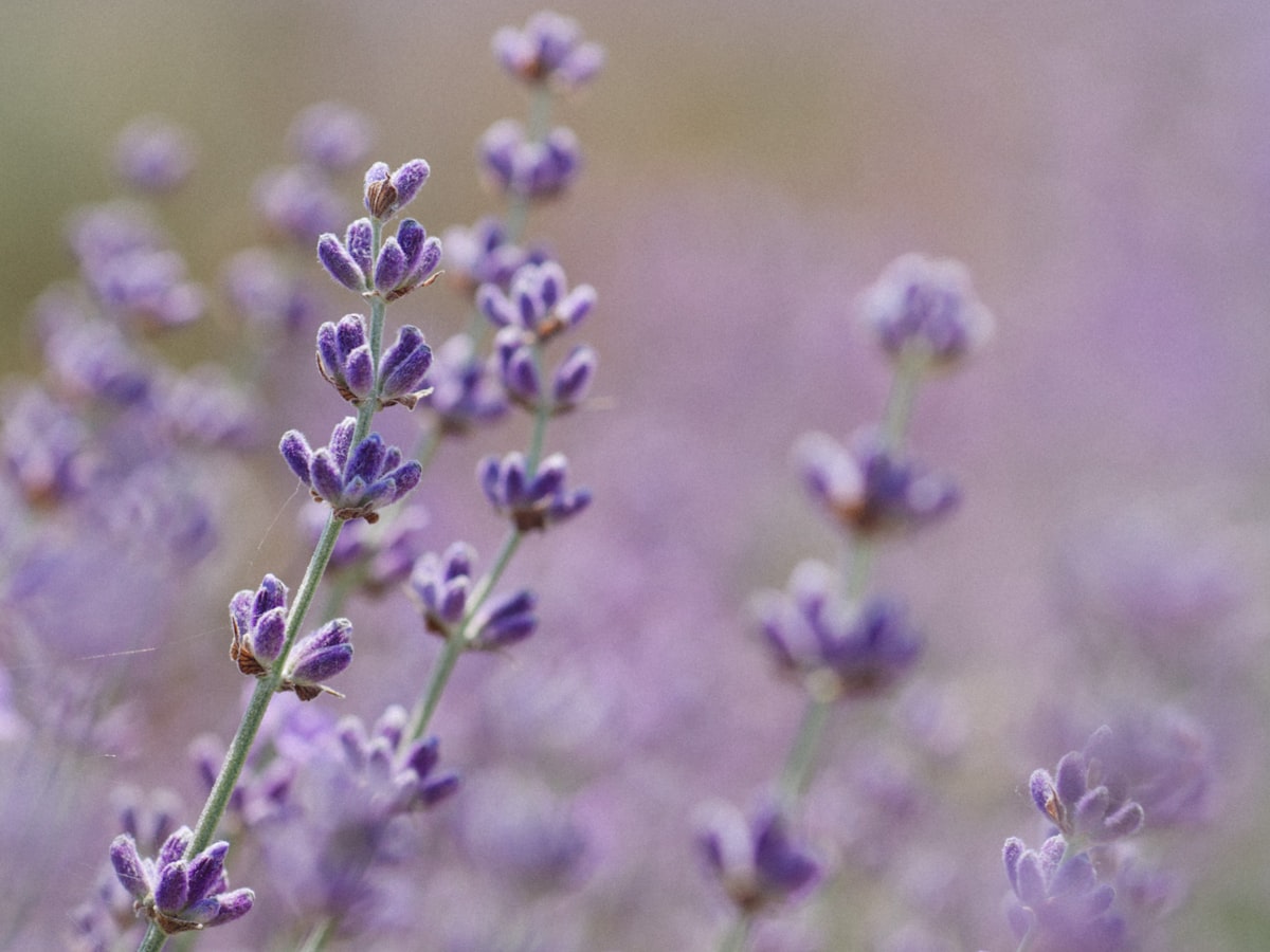 Rosemary Essential Oil
