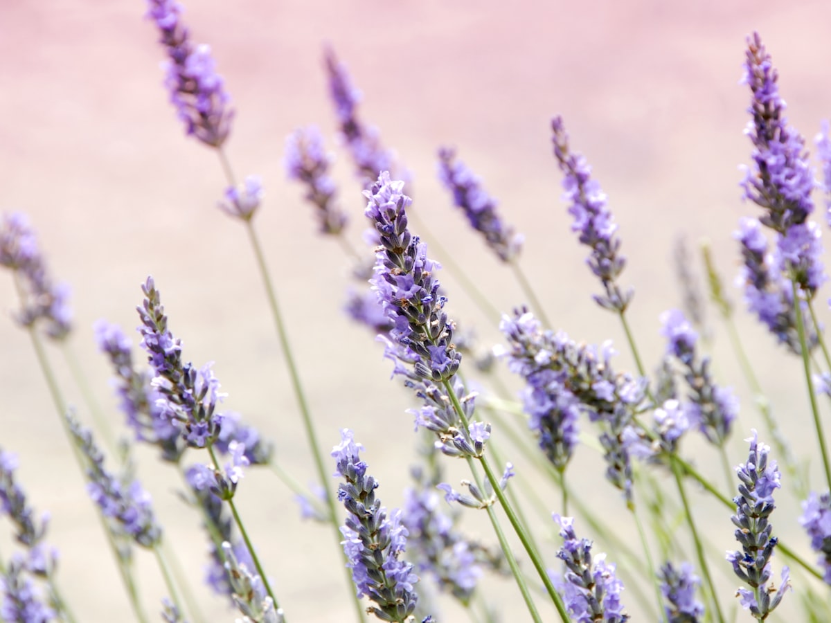 Tea Tree Essential Oil
